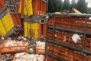 மட்டக்களப்பில் விபத்து சம்பவம்: ஏராளமான உயிரினங்கள் பலி!