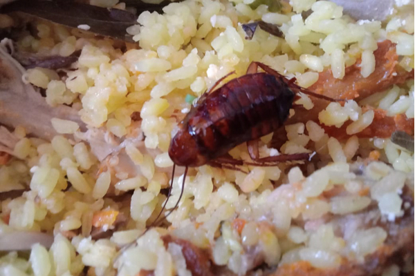 மட்டக்களப்பு கோழி புரியாணியில் கரப்பான் பூச்சி ! | Cockroaches In Batticaloa Chicken Biryani