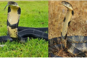 ராஜ நாகத்ததை 'கிங் கோப்ரா ' என அழைக்க காரணம் இது தான்!