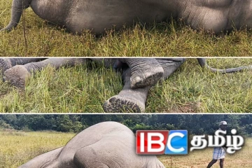 கிளிநொச்சியில் உயிரிழந்த நிலையில் யானை சடலம் மீட்பு