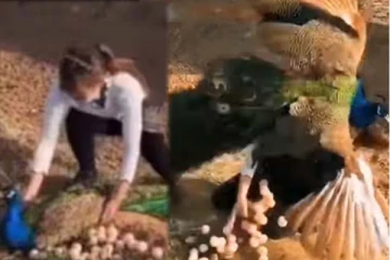 மயில் முட்டையை திருடிய பெண்! நொடியில் கிடைத்த தண்டனையை பாருங்க