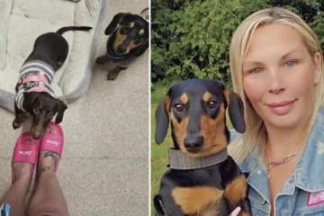 பிரித்தானியாவில் செல்லப்பிராணி நாய் உரிமையாளரின் உடலை உண்ட சோகம்! ஸ்விண்டனில் அதிர்ச்சி