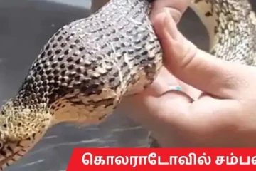 கோல்ஃப் பந்துகளை முழுங்கிய பாம்பு