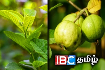 ஒரு கைப்பிடி கொய்யா இலையால் உடம்பில் இவ்வளவு அற்புதங்கள் செய்ய முடியுமா?