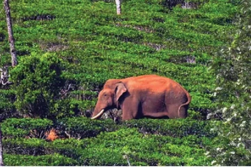 உடல் மெலிந்து எலும்பும் தோலுமாக அரிக்கொம்பன் யானை! வைரலாகும் புகைப்படம்