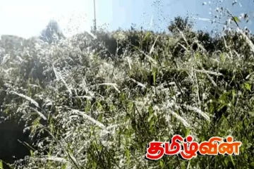 பொகவந்தலாவ பகுதியில் பூக்கள் மீது உறைபனி