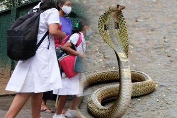 புத்தக பையில் அழையா விருந்தாளி; அலறியடித்த மாணவர்கள்