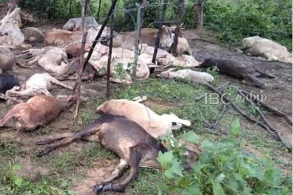 கடும் குளிரால் ஏற்பட்ட அதிர்ச்சியே கால்நடைகளின் இறப்புக்கு காரணம் - வெளிவந்த அறிக்கை | Animal Deaths Reported In The Northern And Eastern