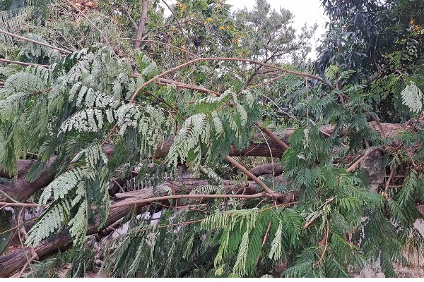 யாழ்ப்பாணத்தில் மயிரிழையில் தப்பிய ஆட்டோ சாரதி | Auto Driver Escaped In Jaffna