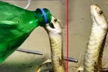 பாம்பு பால் குடிச்சி பாத்து இருப்பீங்க: அண்ணாந்து தண்ணி குடிச்சி பாத்து இருக்கீங்களா!