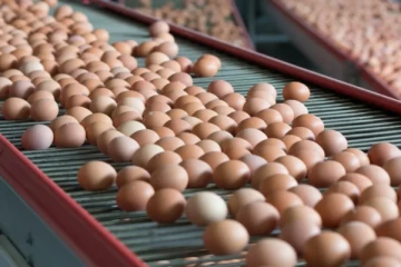 இந்திய முட்டை இறக்குமதிக்கு இரு நாடுகள் தடை!