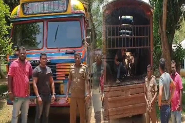 வவுனியாவில் சட்ட விரோதமாக மாடுகள் கடத்த முற்பட்ட 7 பேர் கைது