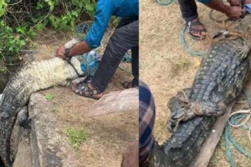யாழ் வல்வெட்டித்துறையில் அடுத்தடுத்து மீட்கப்பட்ட ஆபத்தான உயிரினம்!
