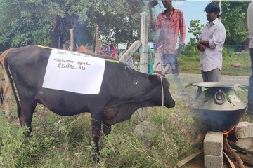 எங்களை பட்டினி போட வேண்டாம்! தமிழர் தலைநகரில் நடந்த பட்டிப்பொங்கல்