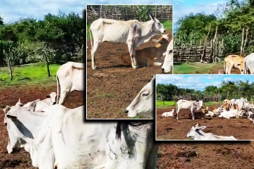1500 நாட்கள் போராட்டம்: இன்னும் தீர்வின்றி தொடரும் மயிலத்தமடு - மாதவனை பண்ணையாளர்களின் கோரிக்கை