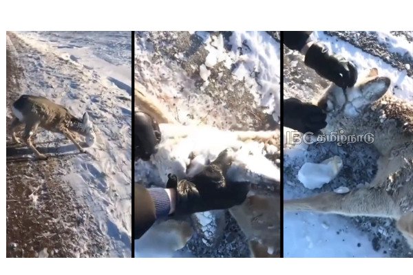 two-hikers-helping-deer-frozen-cold-weather two-hikers-helping-deer-frozen-cold-weather