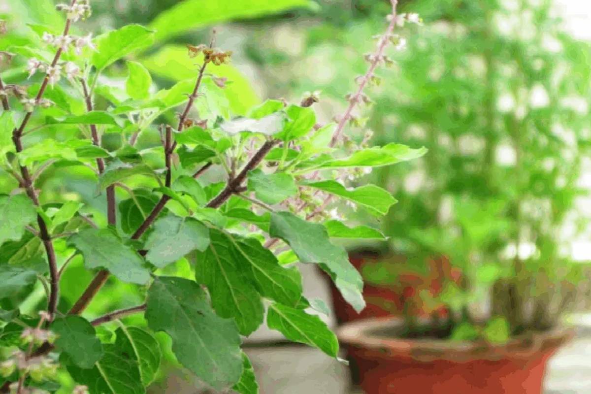 நோயெதிர்ப்பு சக்தியை வலுப்படுத்தும் நெல்லிக்காய்- இந்த உணவுகளுடன் சேர்த்துச் சாப்பிட்டால் இரட்டிப்பு பலன்கள்! | Best Pair With Amla To Boost Immunity Naturally