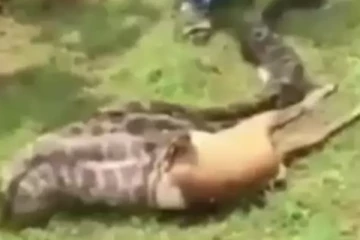 மானை உயிருடன் அசால்டாக விழுங்கி ஏப்பம் விடும் ராட்சத மலைப்பாம்பு! ஷாக்கான மக்கள்