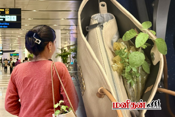 விமான பயணத்தின் போது துளசிச்செடி எடுத்து செல்லலாமா? | Can Carry Basil On A Plane What Are The Rules