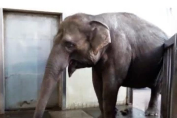 කෙසෙල් ගෙඩියක ලෙලි ඉවත් කළ හැකි අලියෙක් බර්ලින් සත්වෝද්‍යානයෙන්