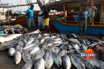 ලංකාවේ මත්ස්‍ය අපනයනට ඇමෙරිකාවෙන්තහනමක්