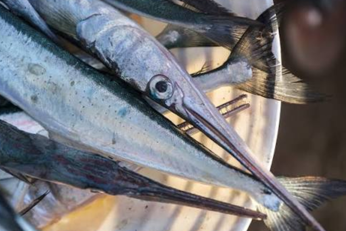 ரத்த சோகை இருப்பவர்கள் சாப்பிட வேண்டிய முள் இல்லாத மீன் | Best Fish For Anemic Patients To Eat ரத்த சோகை இருப்பவர்கள் சாப்பிட வேண்டிய முள் இல்லாத மீன் | Best Fish For Anemic Patients To Eat