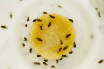 அதிகரித்து வரும் ஈக்களின் தொல்லை
