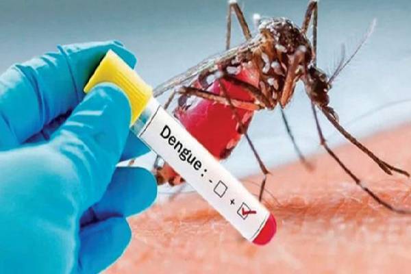 அறிகுறிகள் மூன்று நாட்களுக்கு தொடர்ந்தால் உடனடியாக வைத்தியரை நாடவும்! விடுக்கப்பட்டுள்ள எச்சரிக்கை | Denga Warrning To Srilanka People