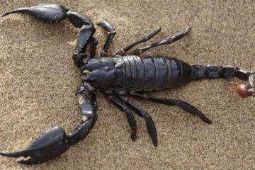 தேளின் விஷம் 80 கோடியா? எதற்காக பயன்படுகின்றது?