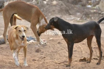අයාලේ යමින් සිටි සුනඛයෙකු කාර්යාලයකට ගොඩ වෙලා.. කරපු ගිනි විජ්ජුම්බරයක්..
