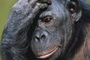 குரங்கினால் வந்த வினை! மின் தடையால் தத்தளிக்கும் இலங்கை மக்கள்