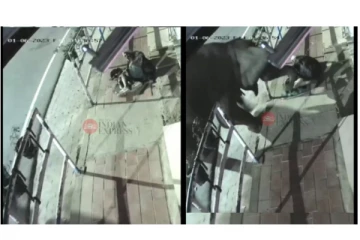 சாலையில் மதம் பிடித்து ஓடிய காட்டு யானை - ஒருவரை முட்டித் தள்ளிய அதிர்ச்சி வீடியோ வைரல்...!