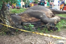அனுராதபுரத்தில் பொலிஸ் ஜீப்பை தாக்க வந்த யானை சுட்டுக்கொலை