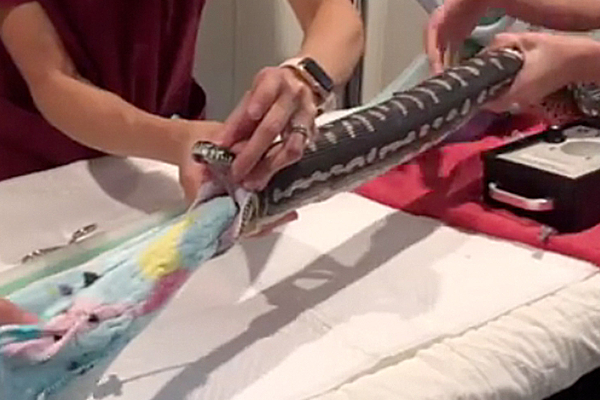 மிகப்பெரிய பொருளை விழுங்கிய மலைப்பாம்பு - உள்ளே இருந்ததை கண்டு ஆடிப்போன மருத்துவர்கள்; பதபதைக்க வைக்கும் வீடியோ! | Australia The Python That Swallowed The Towel