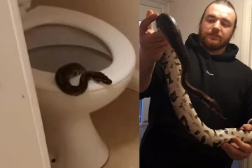 நள்ளிரவில் கழிவறைக்கு சென்ற இளம்பெண்: கண்ட திகில் காட்சியால் அலறியடித்து ஓட்டம்