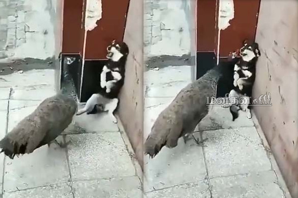 நாய்க்கு மரண பயத்தைக் காட்டிய மயில்! பரிதாப காட்சியை நீங்களே பாருங்க | Peacock Attack Dog Viral Video