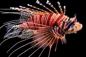 நெருங்கினால் மரணம்; மனிதன் உயிரை குடிக்கும் ஆபத்தான மீன்!