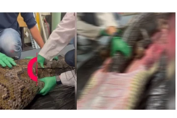 5 அடி நீளமுள்ள முதலையை விழுங்கிய 18 அடி நீளம் கொண்ட மலைப்பாம்பு - வைரலாகும் வீடியோ...!