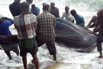 அம்பாறை கடற்கரையில் உயிருடன் கரை ஒதுங்கிய இராட்சத சுறா