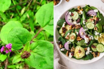 இந்த ஒரு கீரையை சாப்பிட்டால் போதும்! நோய் நொடி இல்லாத வாழ்க்கை