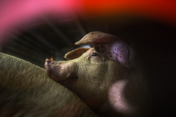 இறந்த பன்றியை உயிரோடு எழுப்பி விஞ்ஞானிகள் சாதனை! | Scientists Made A Feat By Raising Dead Pig Alive