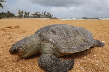 பாணந்துறையில் கரையொதுங்கிய உலகின் மிகப்பெரிய ஆமை