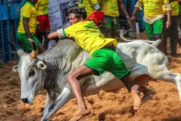 அவனியாபுரம் ஜல்லிக்கட்டு - நேரலை வீடியோ காட்சிகள்