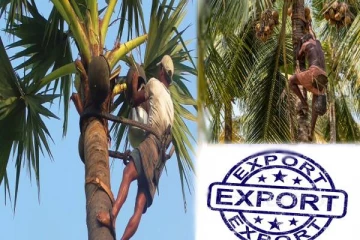 கனடாவிற்கு ஏற்றுமதி செய்யப்படும் கள்ளு; இலங்கை கலால் திணைக்களம் அறிவிப்பு!