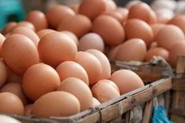 முட்டை இறக்குமதி தொடர்பில் வெளியான தகவல் - செய்திகளின் தொகுப்பு