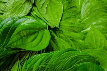 ஒரு வெற்றிலையில் இத்தனை நன்மைகளா? அதுவும் இதோட சாப்பிட்டால் பல நோய் உங்கள் பக்கம் வரவே வராதாம்!