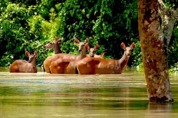 மிருதன் பட பாணியில் மான்களுக்கு பரவும் ஜாம்பி நோய் - மக்களுக்கும் பரவலாம் என எச்சரிக்கை