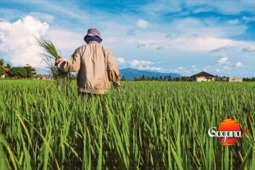 සියලු ගොවි මහතුන්ට දැනුම්දීමක්