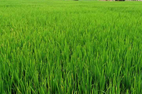 நெல் கொள்வனவு செய்வதில் காணப்படும் பிரச்சினைகளைத் தீர்ப்பதற்கு நடவடிக்கை எடுக்கப்படும் - மஹிந்த அமரவீர | Resolve Problems Encountered In Paddy Procurement