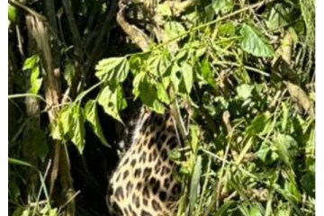 மஸ்கெலியா தோட்டத்தில் பொறியில் சிக்கிய சிறுத்தை